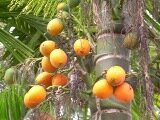 Betel nut Penang humble beginning Betel nut Penang humble beginning