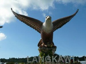 Brown Sea Eagle in Langkawi