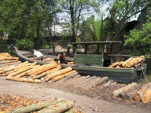 Loading Green Wood or Bakau at Matang Forest Taiping