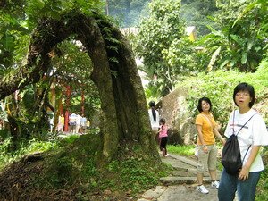 150 years old durian tree in one thousand two hundred steps temple penang 150 years old durian tree in one thousand two hundred steps temple penang