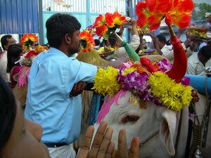 Decorated cows for Thaipusam Penang Decorated cows for Thaipusam Penang