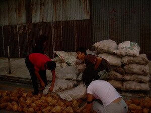 Getting ready coconuts for breaking Thaipusam Penang Getting ready coconuts for breaking Thaipusam Penang