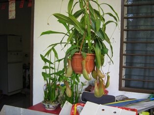 Pitcher Plant, chu long yap sui in Cantonese means water pouring into the pig's cage Pitcher Plant, chu long yap sui in Cantonese means water pouring into the pig's cage