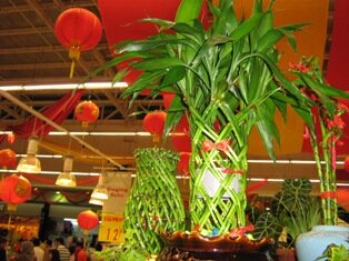 Money tree,the spirals takes away bad vibes Money tree,the spirals takes away bad vibes