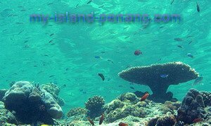Marine Corals in Sipadan Sabah Malaysia Marine Corals in Sipadan Sabah Malaysia