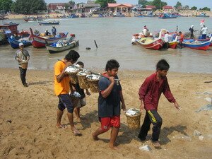 Kampong boys carrying fish to fish auction in Kuala Muda Kedah Kampong boys carrying fish to fish auction in Kuala Muda Kedah