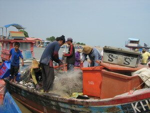 Fishing crew picking fish from the net in Kuala Muda Kedah Fishing crew picking fish from the net in Kuala Muda Kedah