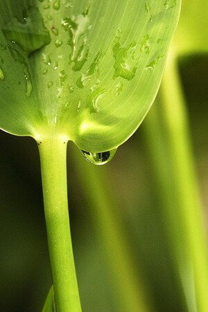 Dew or Water Drops Dew or Water Drops