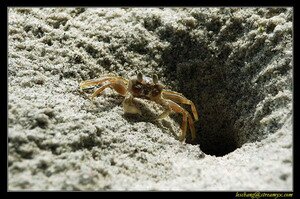 Crab Crab