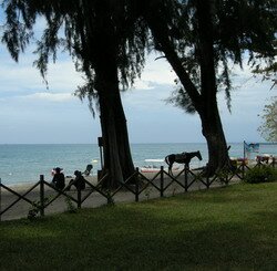 Beach sport like horse riding, buggy parachuting on beachfront in Lone Pine Hotel