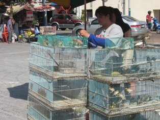 Releasing Bird in Goddess of Mercy Temple Releasing Bird in Goddess of Mercy Temple