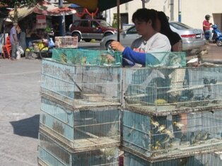 Releasing Bird in Goddess of Mercy Temple