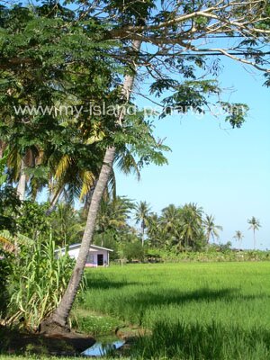 Lush Green Padi Fields of Malaysia Lush Green Padi Fields of Malaysia