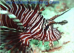 Exotic Marine Life in Pulau Payar