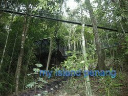Penang National Park Canopy Walk Penang National Park Canopy Walk