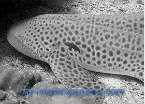 Leopard Shark can be seen when diving in Payar Leopard Shark can be seen when diving in Payar