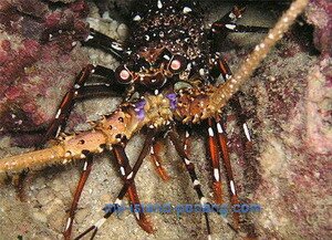 Lobster can be seen when diving in Payar Lobster can be seen when diving in Payar