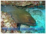 Moray eel diving in Payar Moray eel diving in Payar