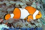 Nemo found during diving in Payar
