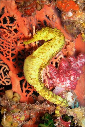 In the waters of Pulau Semilan In the waters of Pulau Semilan