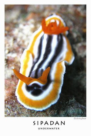 Lovely sea slug in Sipadan