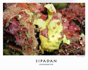 Rare Sea life in Sipadan Rare Sea life in Sipadan