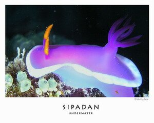 Colorful sea creature of Sipadan Colorful sea creature of Sipadan