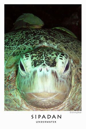 Sipadan Sea Turtle Sipadan Sea Turtle
