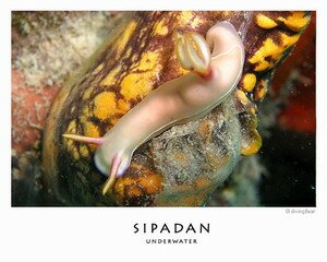 Sipadan Sea Slug Sipadan Sea Slug