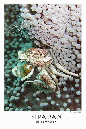 Sipadan crab laying eggs Sipadan crab laying eggs