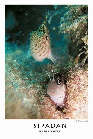 Sipadan shy exotic fishes Sipadan shy exotic fishes