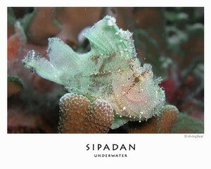 Sipadan exotic sea creature Sipadan exotic sea creature