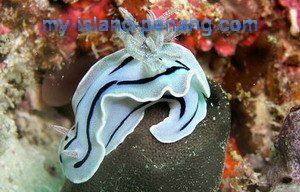 Exotic Marine Life in Malaysia Exotic Marine Life in Malaysia