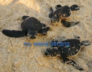 Teluk Bahang Turtle Santuary Teluk Bahang Turtle Santuary