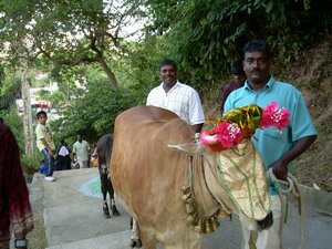 cows leading the way up the waterfall temple penang