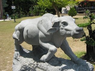 Chinese almanac 
cow