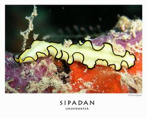 Sipadan Sea Worm