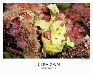 Rare Sea life in Sipadan
